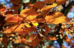 09  E' autunno